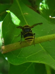 Brachygastra smithii