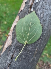 Tilia cordata