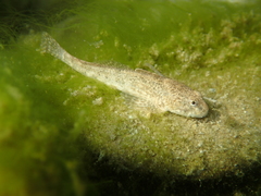 Cottus gobio