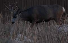 Odocoileus hemionus