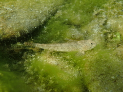 Cottus gobio