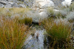 Restio pedicellatus