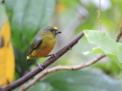 Euphonia mesochrysa