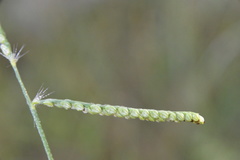 Paspalum pubiflorum