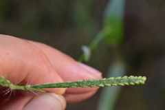 Paspalum pubiflorum