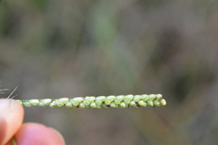 Paspalum pubiflorum