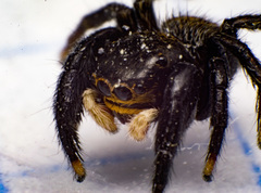 Euophrys herbigrada