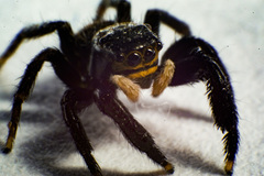 Euophrys herbigrada