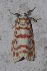 Nephelomilta effracta