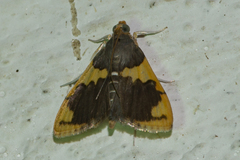 Rehimena
