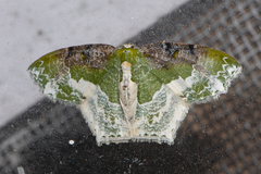 Eucyclodes semialba