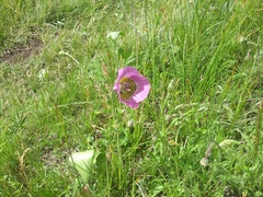 Calochortus gunnisonii