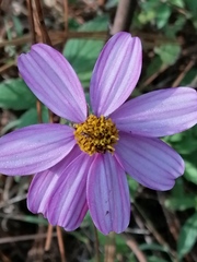 Bidens aequisquama