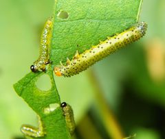 Sphacophilus cellularis