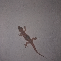 Hemidactylus turcicus