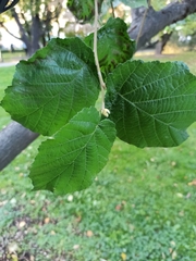 Corylus avellana