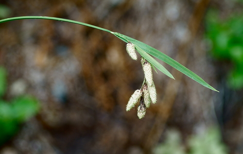 Mertens' sedge (Carex mertensii)