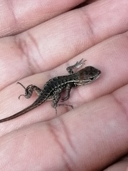 Sceloporus scalaris