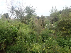 Haloragis erecta erecta