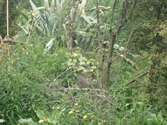 Piper excelsum excelsum