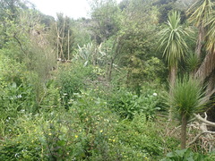 Piper excelsum excelsum