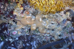 Eudistoma ritteri
