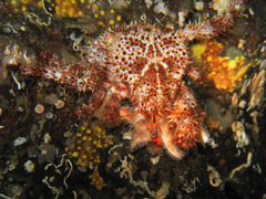 Acantholithodes hispidus