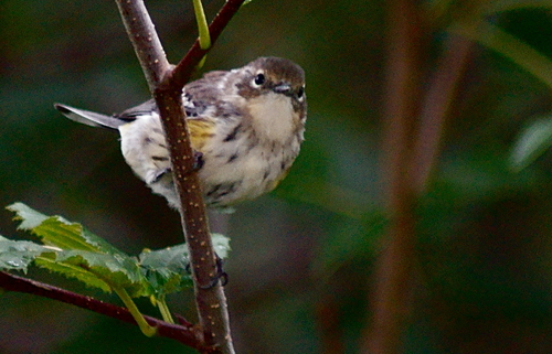 Yellow-rumped Warbler photographed in Alaska