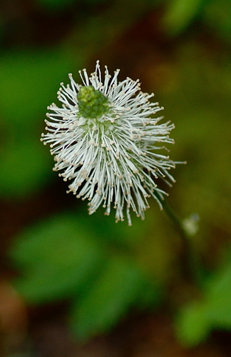 Sanguisorba stipulata