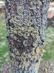 Quercus robur