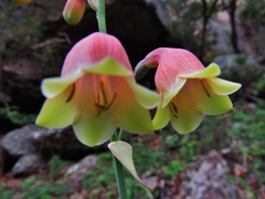 Prochnyanthes mexicana