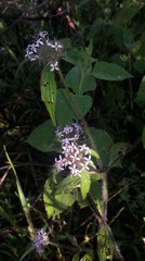 Crusea hispida
