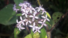 Crusea hispida
