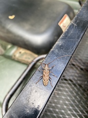 Monochamus titillator