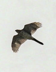 Accipiter cooperii