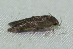 Peleopodinae