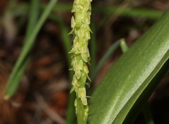 Malaxis macrostachya