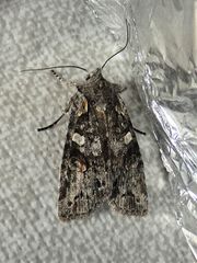 Lithophane pertorrida