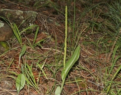 Malaxis macrostachya