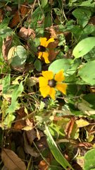 Rudbeckia amplexicaulis