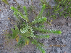 Cullumia setosa