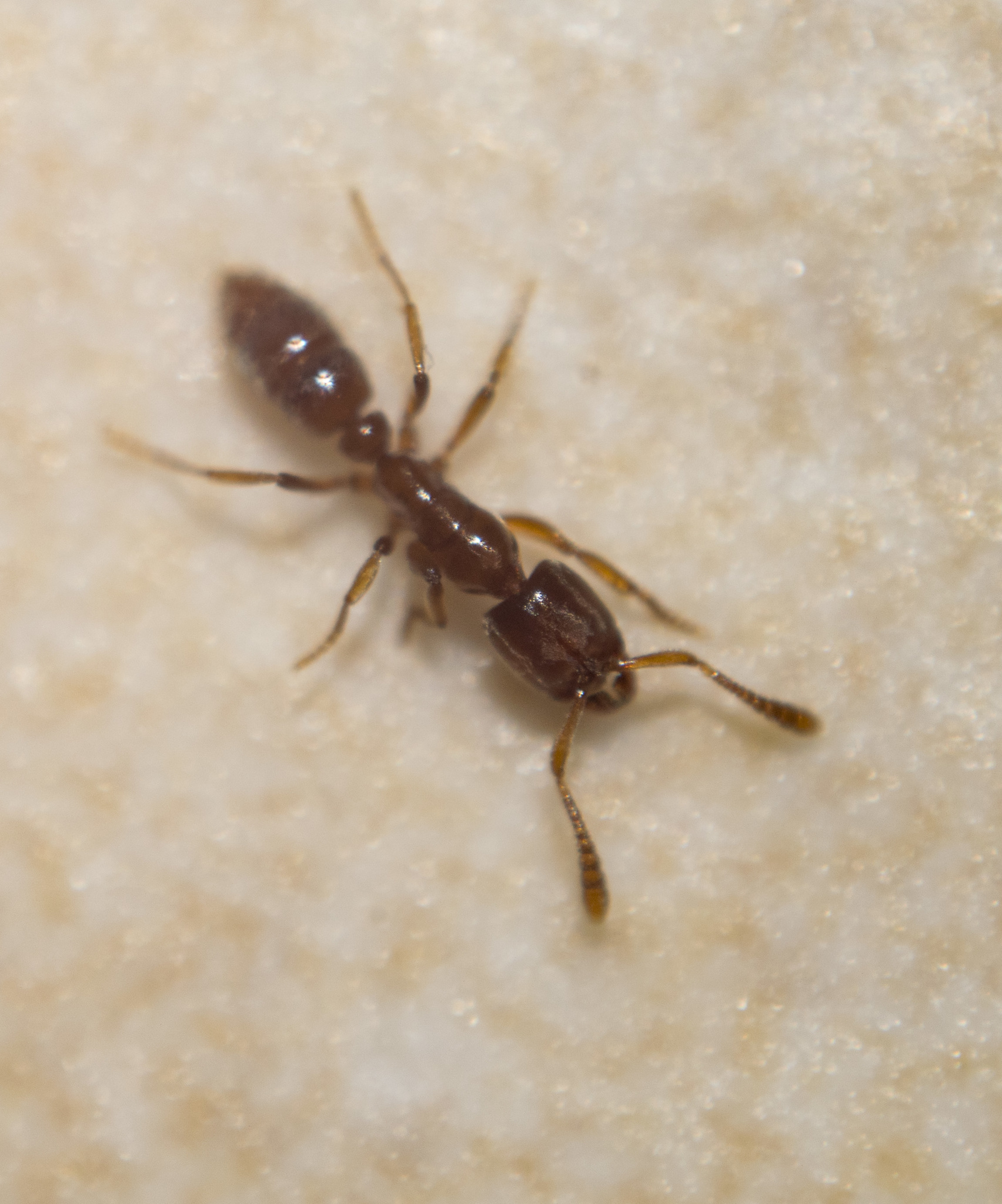Ponera testacea