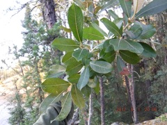 Salix humilis