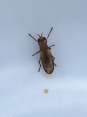 Sciomyzoidea