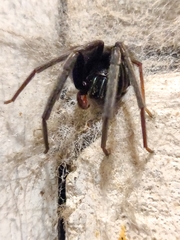 Segestria florentina