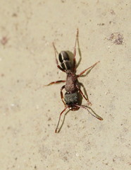 Rhytidoponera tasmaniensis