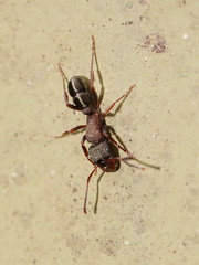 Rhytidoponera tasmaniensis