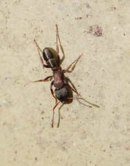 Rhytidoponera tasmaniensis