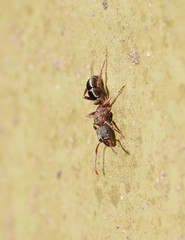 Rhytidoponera tasmaniensis