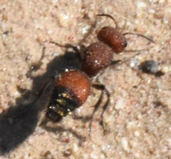 Dasymutilla creon